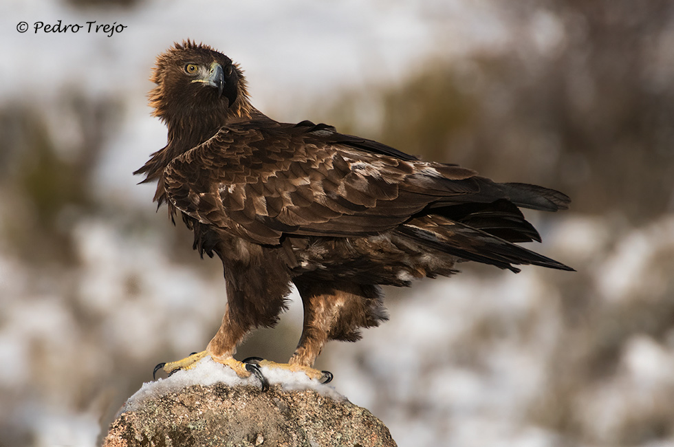 Águila real (Aguila chrysaetos)